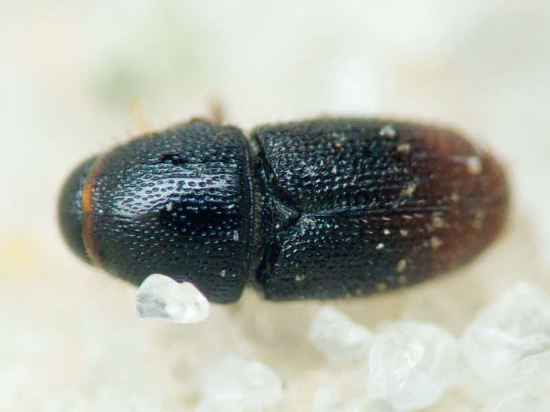 Scolytus rugulosus (P.W. J. Müller, 1818)